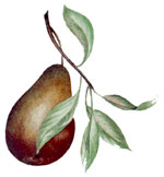 Pear with leaves