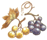 Fruit Grape