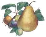 Pear with Plums