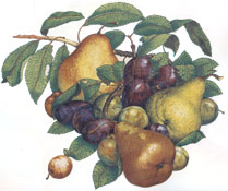 Pear with Plums MURAL