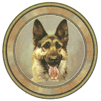Dog Alsatian- German Shephard