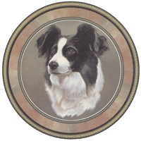 Dog Border Collie