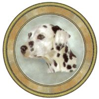 Dogs Dalmatian