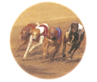 Dog Greyhound Racer