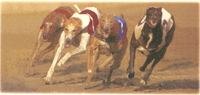 Dog Greyhound Racer