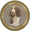 Dogs - Springer Spaniel