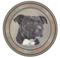 Dog Staffordshire Bull Terrier