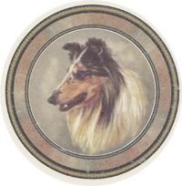 Dogs - Rough Collie Sable