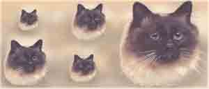 CAT MUG WRAP   Birman