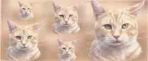 Cats MUG WRAP  Cream Orange Tabby