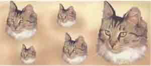 CAT MUG WRAP  Tri Color Long Hair Tabby