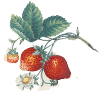 Strawberries and Blooms