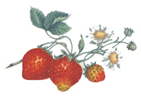 Strawberries and Blooms
