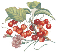 Cherries, Carnation