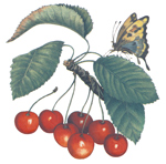 Cherries and Butterfly