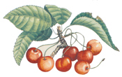 Cherries