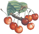 Cherries