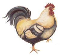 Hen