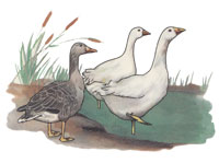 Geese