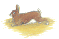 Rabbit