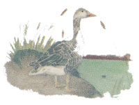 Geese