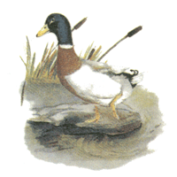 Farm Animal Mallard