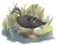 Farm Animal Duck