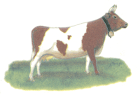 Cow Brown