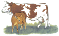 Cow & Calf Brown