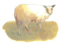 Sheep