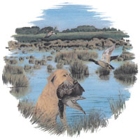 Labrador with Duck - Hunting Dogs
