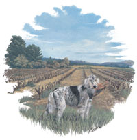 Setter Anglais - Hunting Dogs