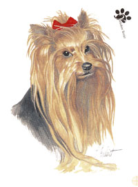 Yorkshire Terrier