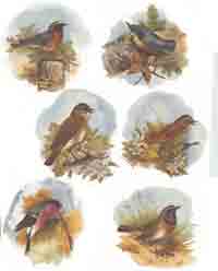 Assorted Birds Set of 6