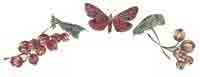 Gooseberries, Butterfly