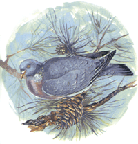 Wildlife Animal Dove