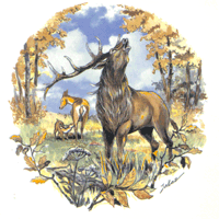 Elk