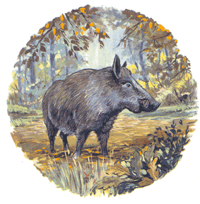 Boar