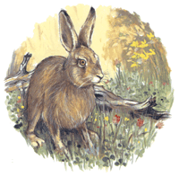 Wildlife Animal Rabbit