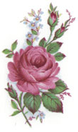 Pink Rose