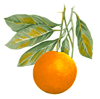 Oranges