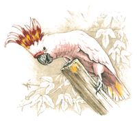 Cockatoo