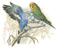 Parrots