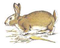 Rabbit