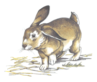 Rabbit