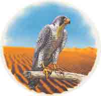 FALCON - FAUCON BIRD SCENE