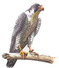 FALCON - FAUCON BIRD