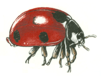 Lady Bug