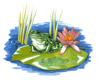 Frogs & Lilly Pads