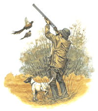 Pheasant Hunting